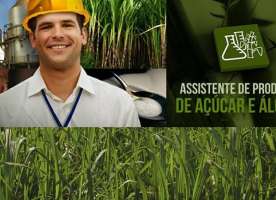 Assistente  de Produção de Açúcar e Álcool